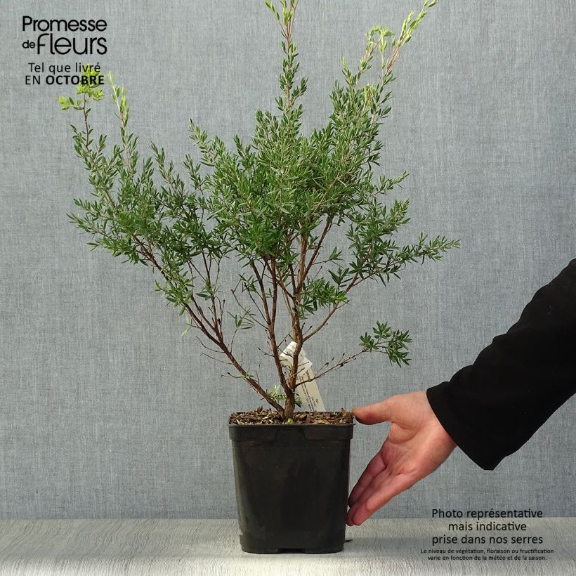 Esemplare di Leptospermum Karo Pearl Star - Manuka Vaso da 2L/3L come consegnato in autunno