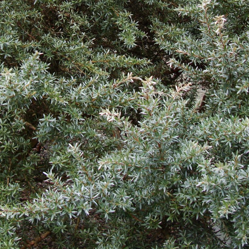 Leptospermum lanigerum Silver Sheen (Fogliame)