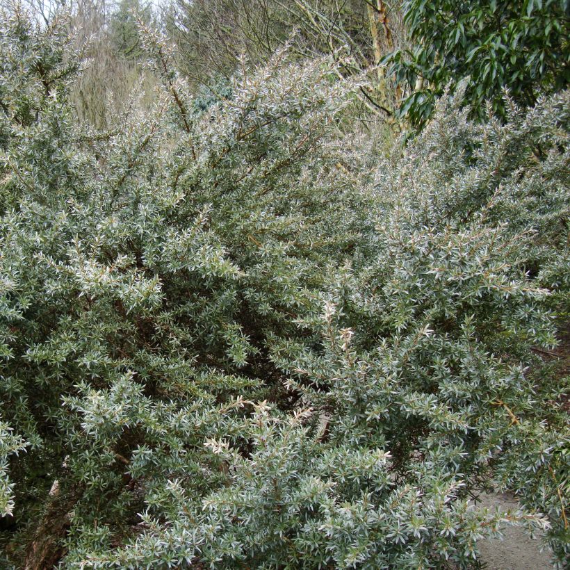 Leptospermum lanigerum Silver Sheen (Porto)