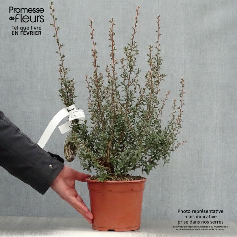 Leptospermum lanigerum Silver Sheen Vaso da 2L/3L esemplare consegnato in inverno