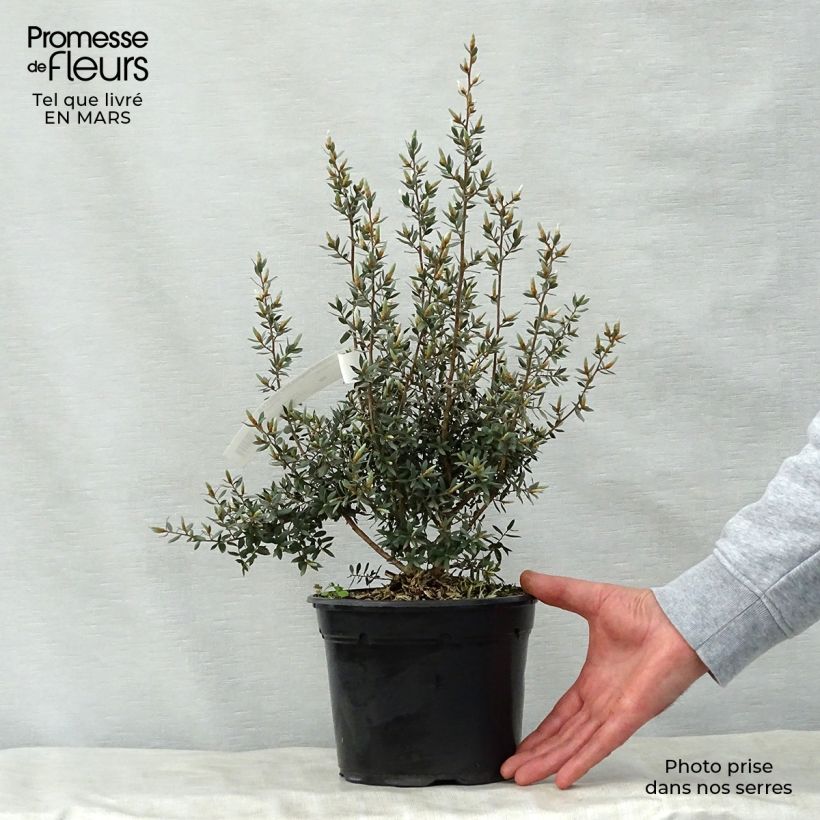 Leptospermum lanigerum Silver Sheen Vaso da 2L/3L esemplare consegnato in primavera