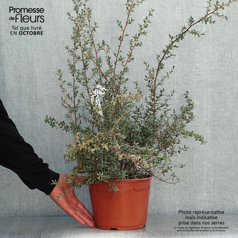 Esemplare di Leptospermum lanigerum Silver Sheen Vaso da 2L/3L come consegnato in autunno