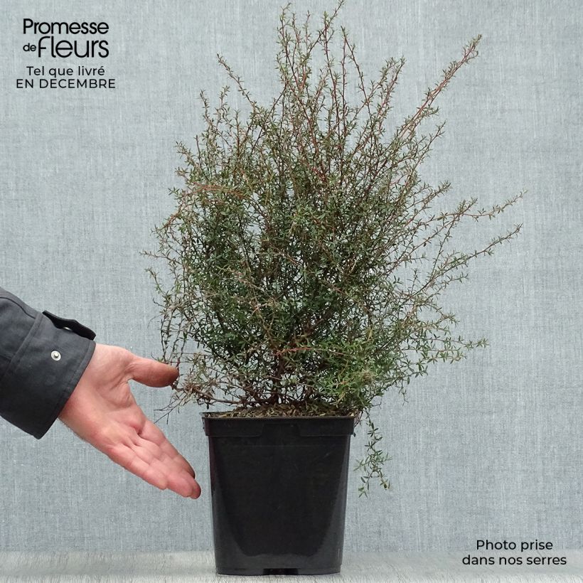 Leptospermum scoparium Wiri Kerry - Manuka Vaso da 2L/3L esemplare consegnato in inverno