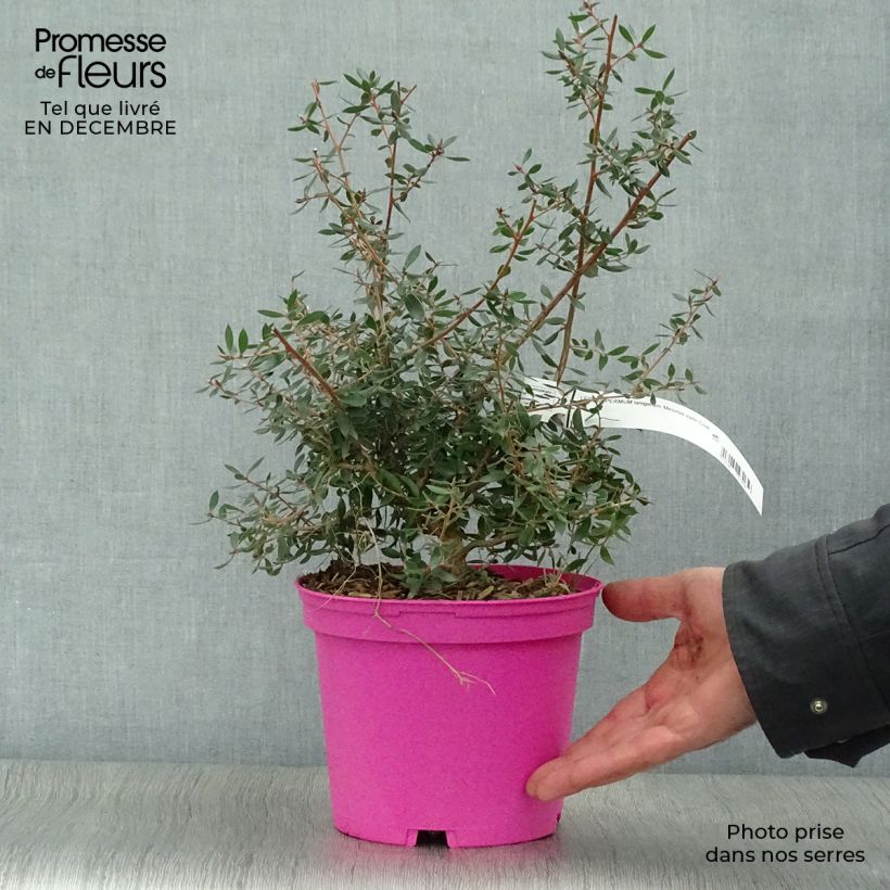 Leptospermum lanigerum Mesmer Eyes Vaso da 2L/3L esemplare consegnato in inverno