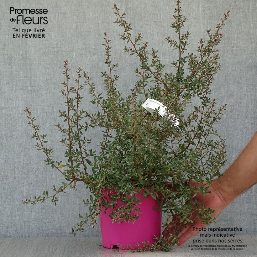 Esemplare di Leptospermum lanigerum Mesmer Eyes Vaso da 2L/3L come consegnato in autunno