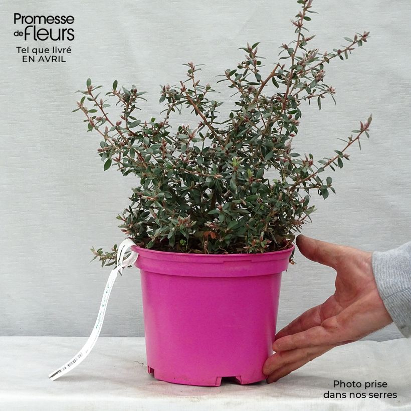 Leptospermum lanigerum Mesmer Eyes Vaso da 2L/3L esemplare consegnato in primavera