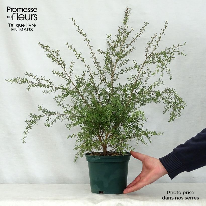Leptospermum scoparium Blanc - Manuka Vaso da 2L/3L esemplare consegnato in primavera