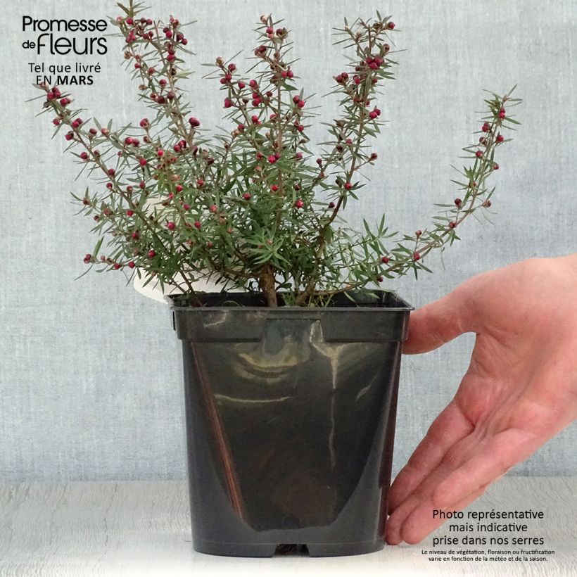 Leptospermum scoparium Crimson Glory - Manuka Vaso da 3L/4L esemplare consegnato in primavera