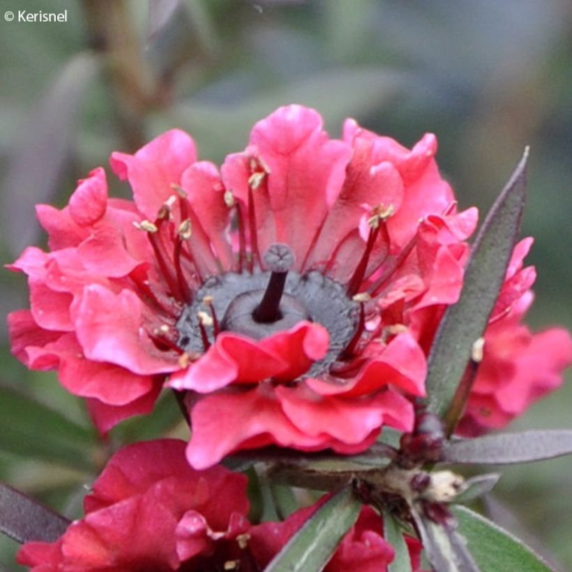 Leptospermum scoparium Crimson Glory - Manuka (Fioritura)