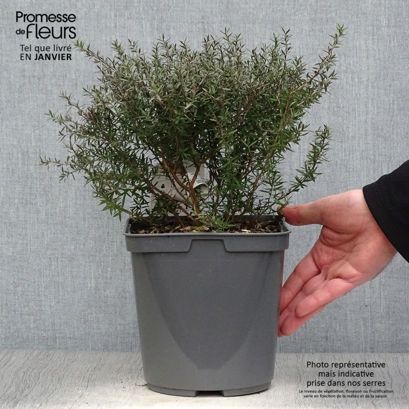 Leptospermum scoparium Crimson Glory - Manuka Vaso da 3L/4L esemplare consegnato in inverno