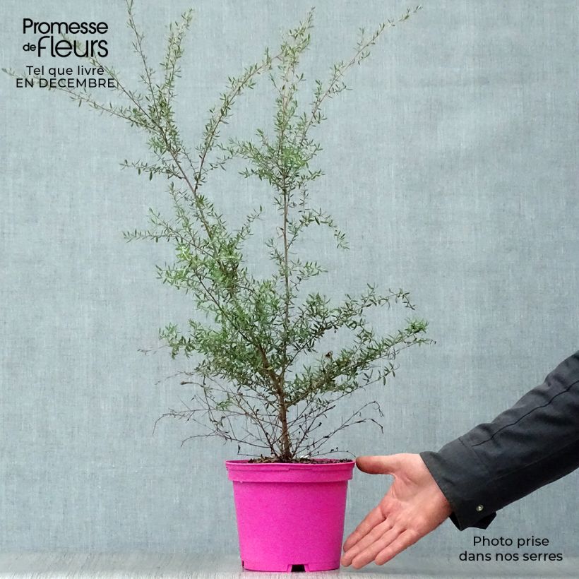 Leptospermum scoparium Martini - Manuka Vaso da 2L/3L esemplare consegnato in inverno