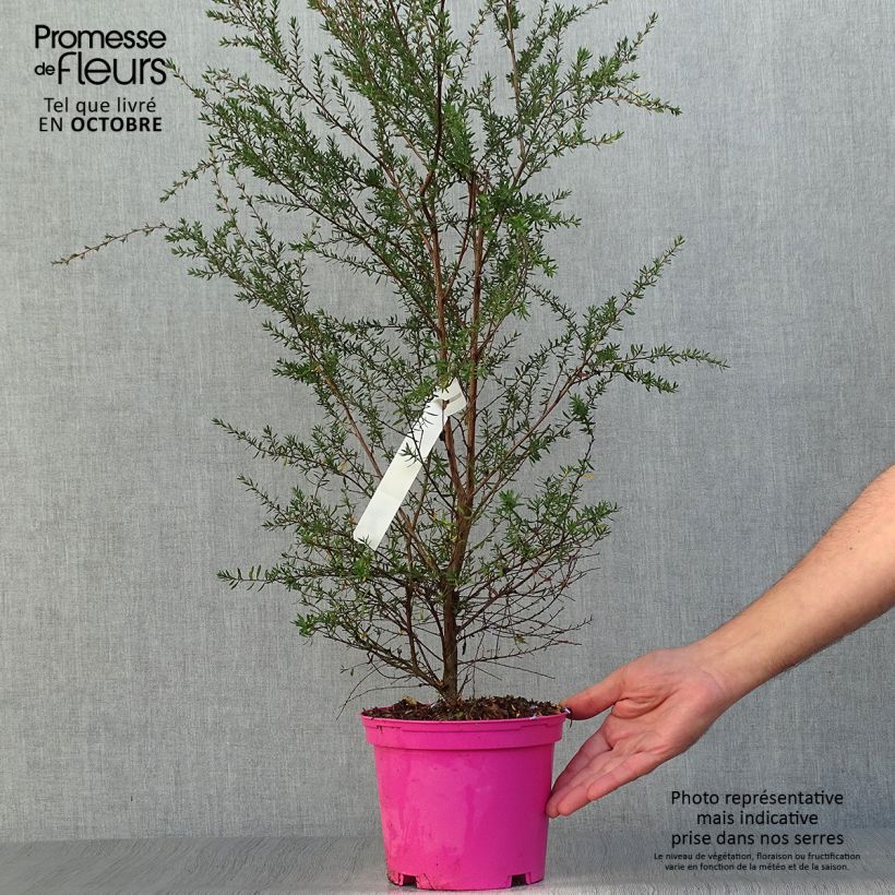 Esemplare di Leptospermum scoparium Martini - Manuka Vaso da 2L/3L come consegnato in autunno