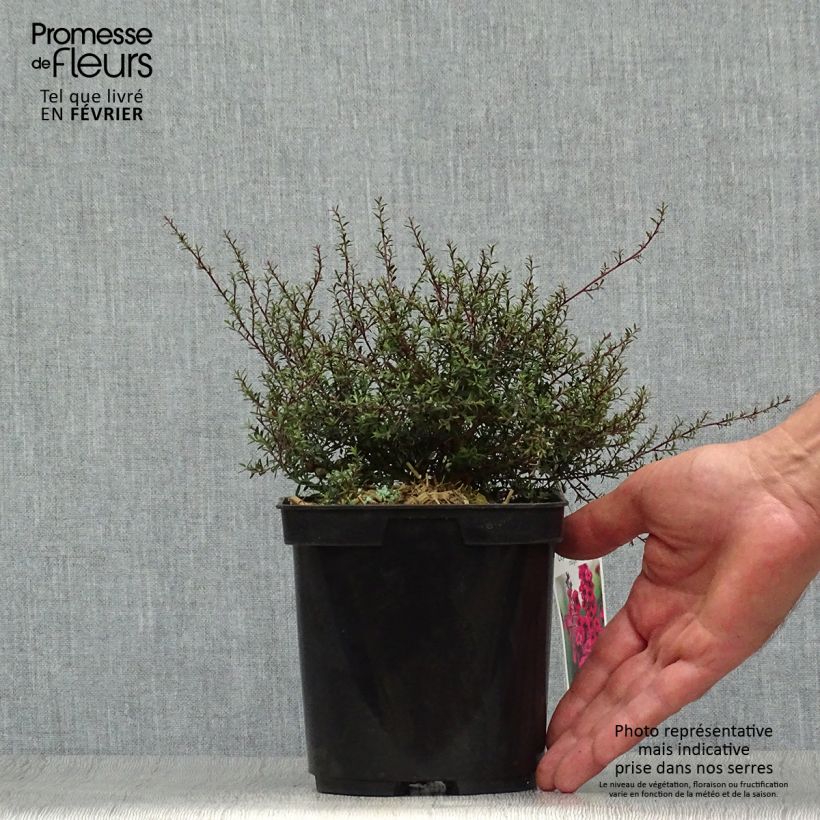 Esemplare di Leptospermum scoparium Nanum Kiwi - Manuka Vaso da 2L/3L come consegnato in autunno