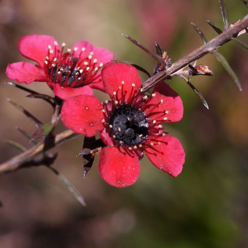 Leptospermum scoparium Nanum Kiwi - Manuka (Fioritura)