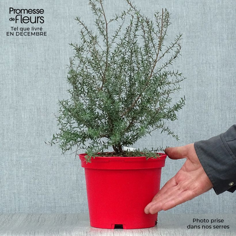 Leptospermum scoparium Red damask - Manuka Vaso da 3L/4L esemplare consegnato in inverno