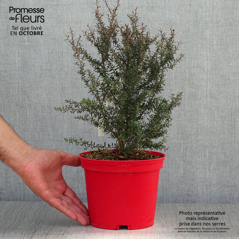 Esemplare di Leptospermum scoparium Red damask - Manuka Vaso da 3L/4L come consegnato in autunno