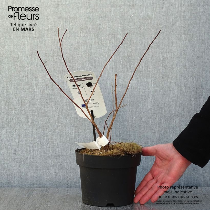 Lespedeza bicolor Summer Beauty Vaso da 3L/4L esemplare consegnato in inverno