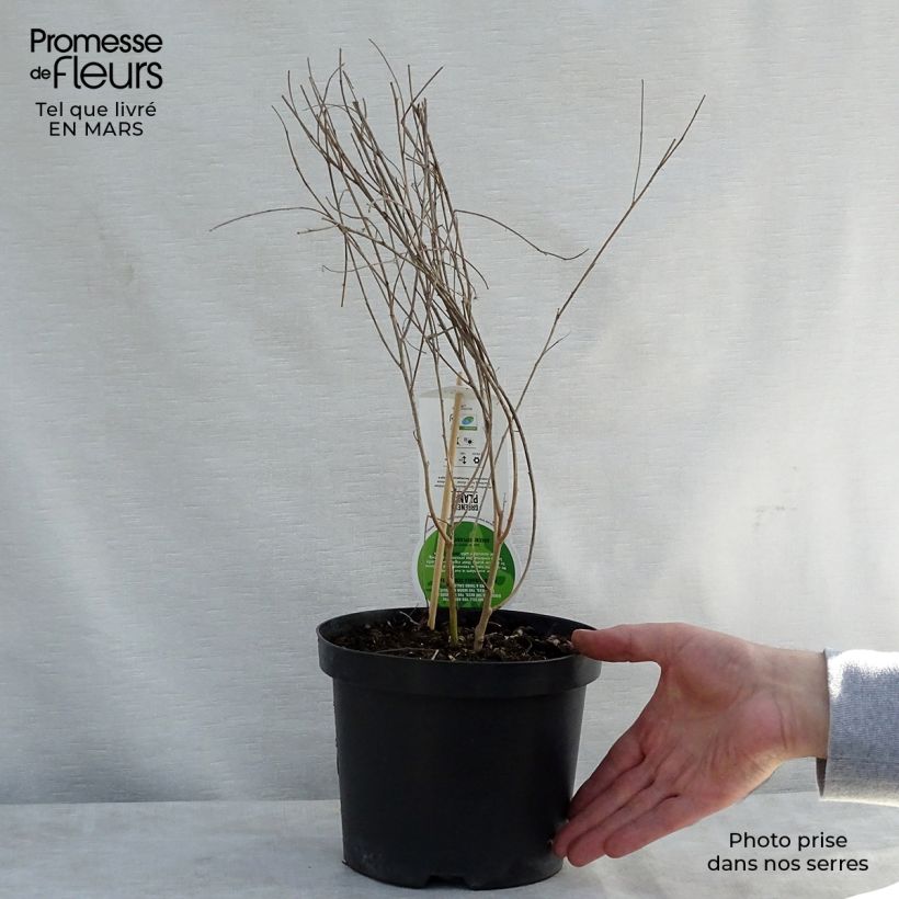 Lespedeza thunbergii Vaso da 2L/3L esemplare consegnato in primavera