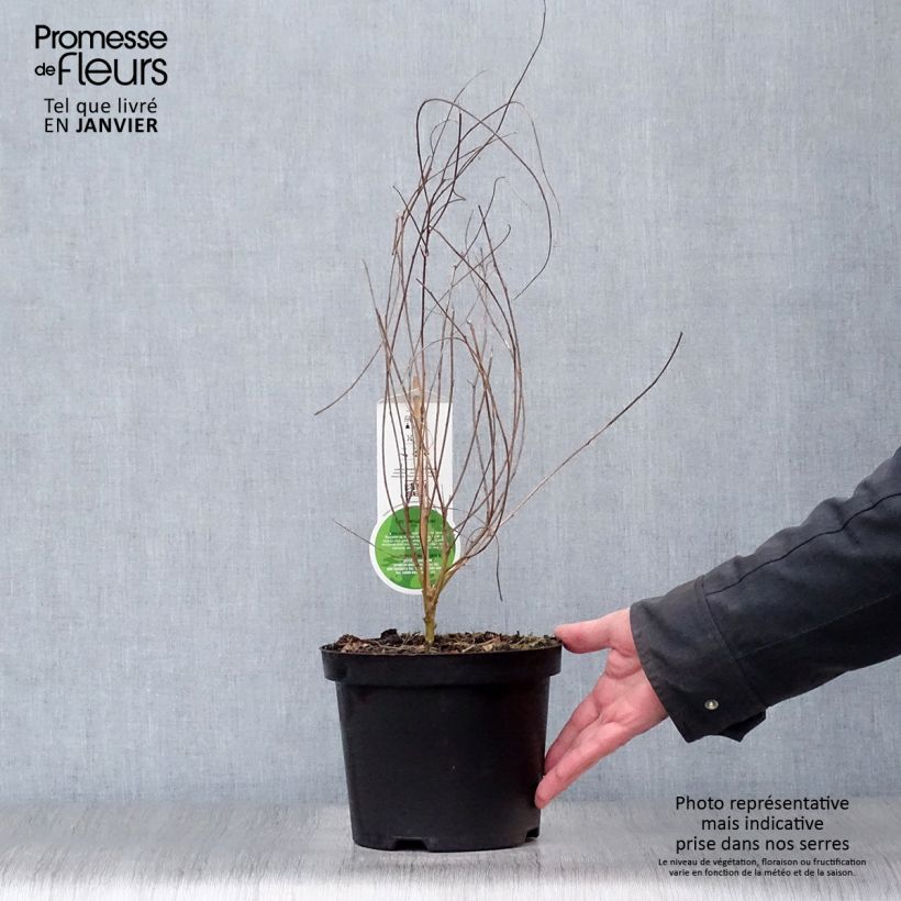 Lespedeza thunbergii Vaso da 2L/3L esemplare consegnato in inverno