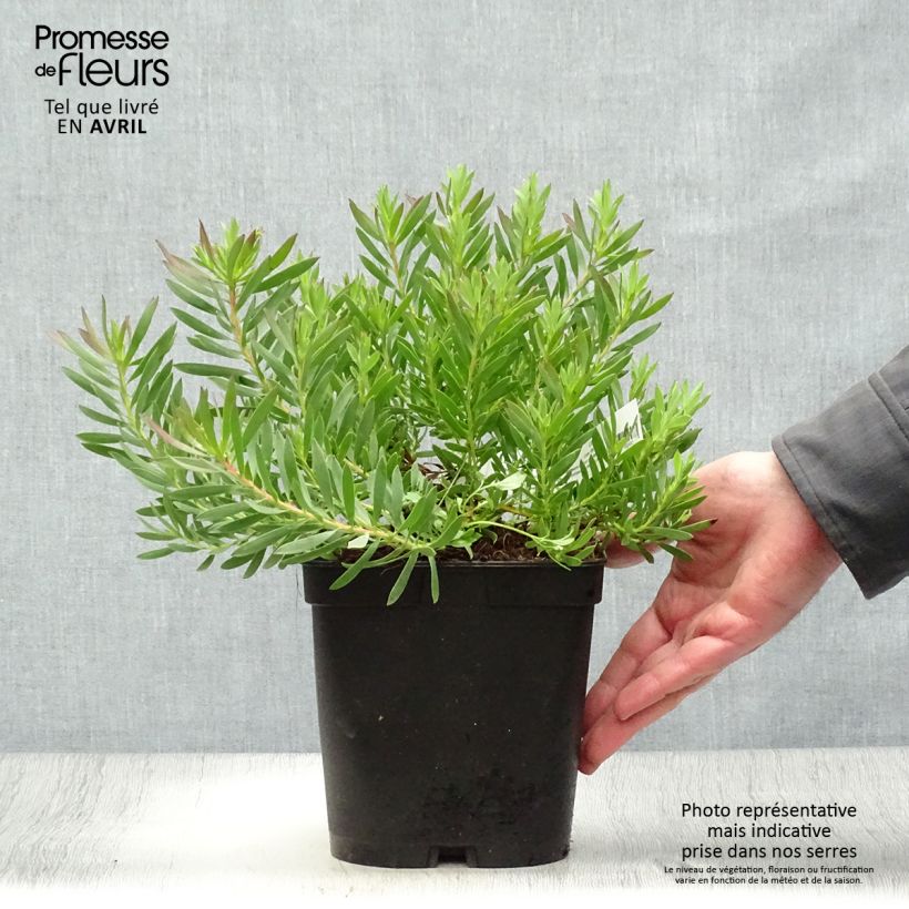 Leucadendron salignum Cheeky Vaso da 3L/4L esemplare consegnato in primavera