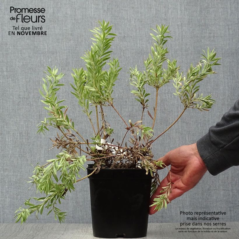 Esemplare di Leucadendron salignum Cheeky Vaso da 3L/4L come consegnato in autunno