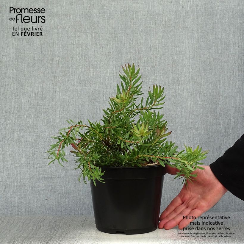 Leucadendron salignum Cheeky Vaso da 3L/4L esemplare consegnato in inverno