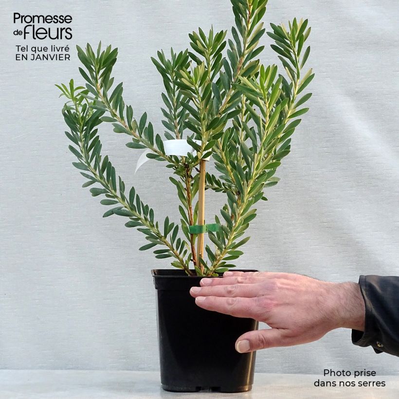 Leucadendron salignum Devil's Blush Vaso da 3L/4L esemplare consegnato in inverno