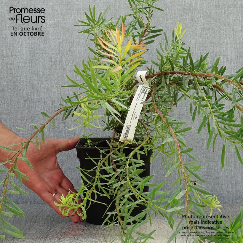Esemplare di Leucadendron salignum Fireglow Vaso da 3L/4L come consegnato in autunno