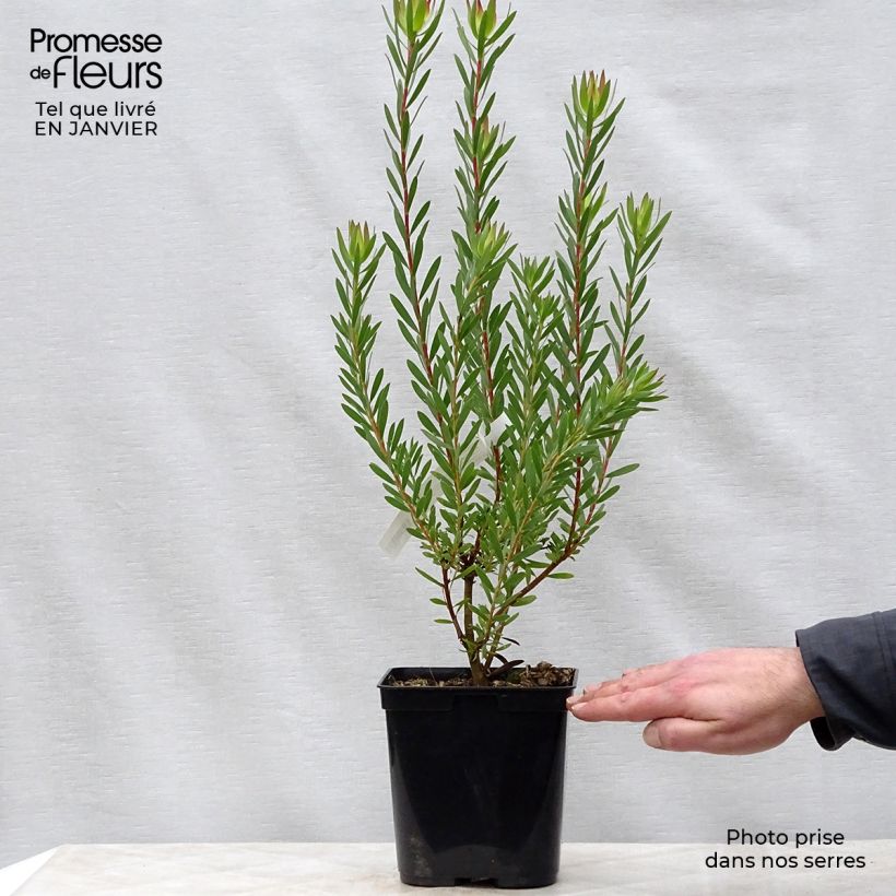 Leucadendron Jack Harre Vaso da 3L/4L esemplare consegnato in inverno