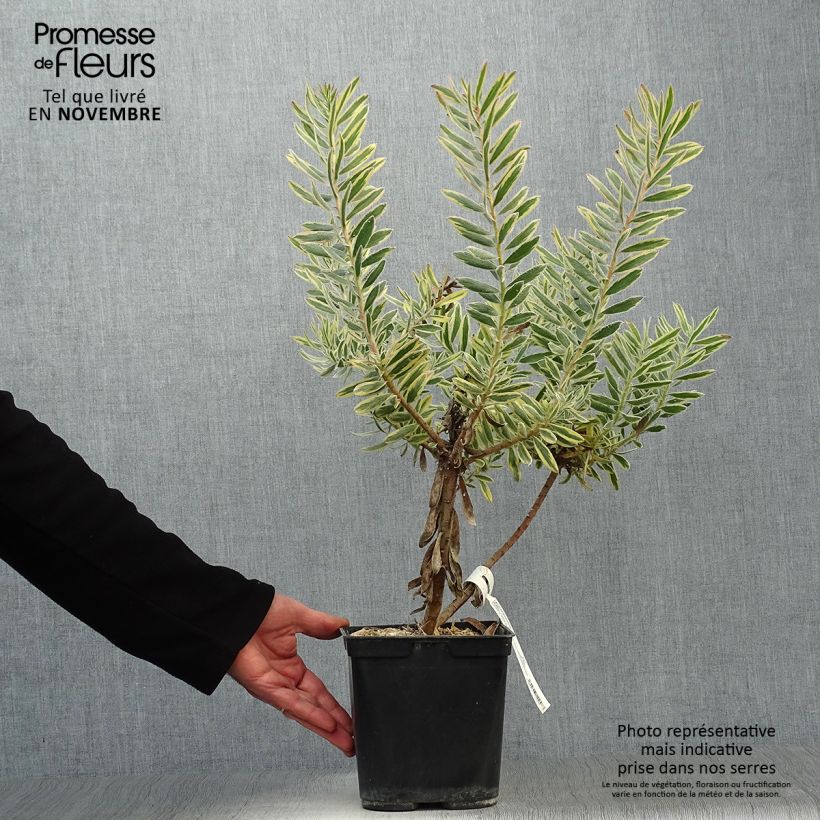 Esemplare di Leucadendron Jester Vaso da 3L/4L come consegnato in autunno