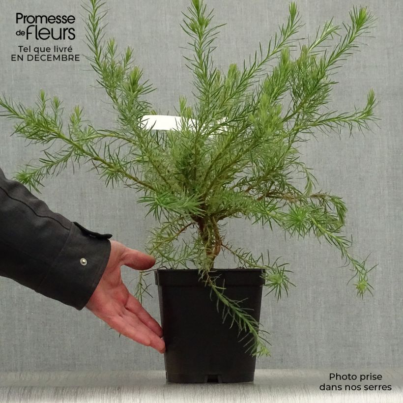 Leucadendron Jubilee Crown Vaso da 3L/4L esemplare consegnato in inverno