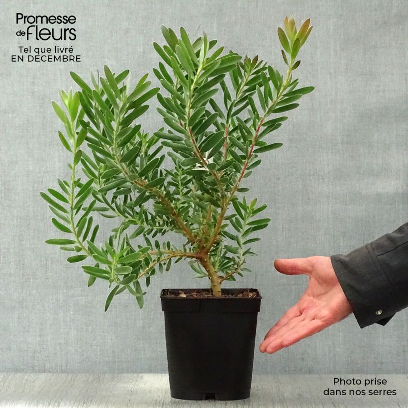 Leucadendron Safari Sunset Vaso da 3L/4L esemplare consegnato in inverno