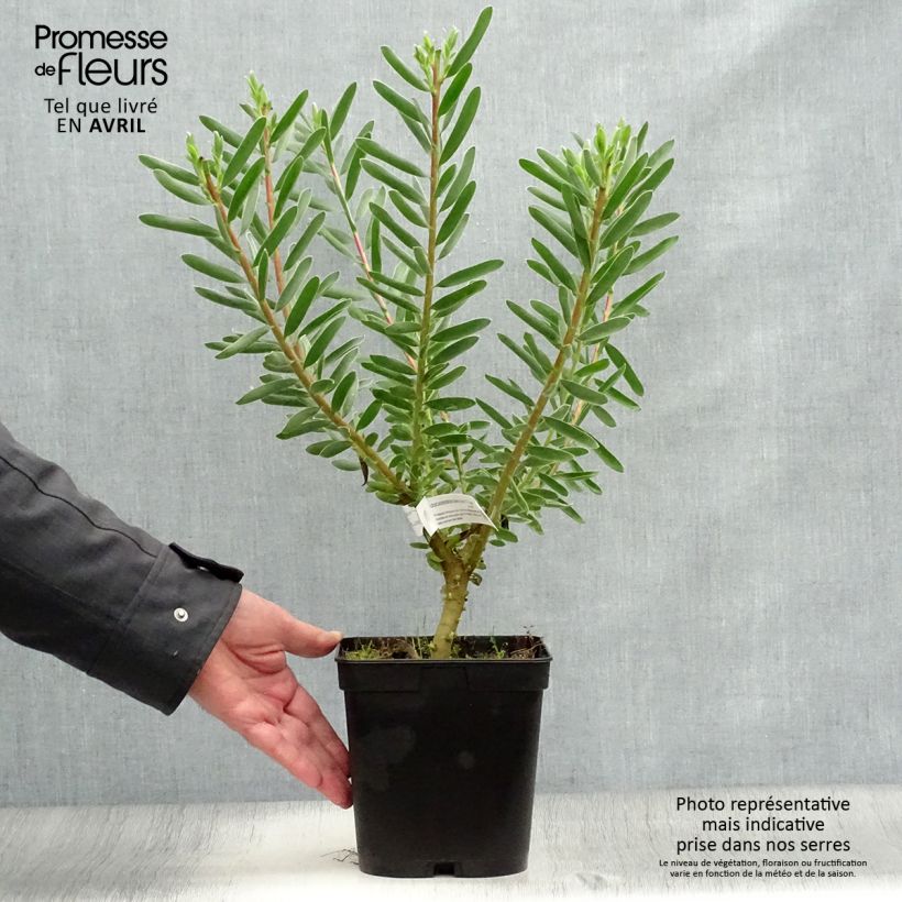 Leucadendron Safari Sunset Vaso da 3L/4L esemplare consegnato in primavera