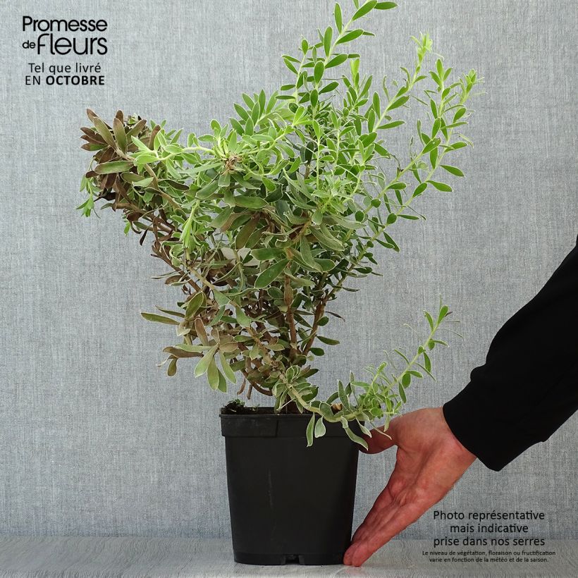 Esemplare di Leucadendron Sundance Vaso da 3L/4L come consegnato in autunno