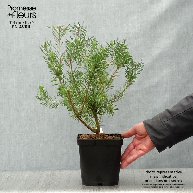 Leucadendron galpinii Purple Haze Vaso da 3L/4L esemplare consegnato in primavera