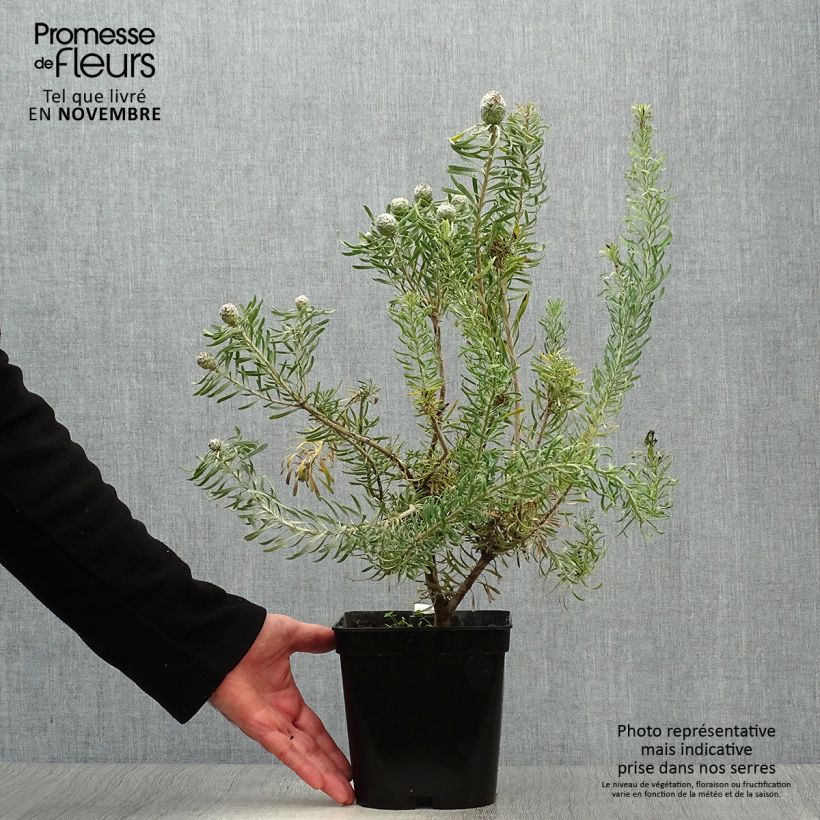 Esemplare di Leucadendron galpinii Purple Haze Vaso da 3L/4L come consegnato in autunno