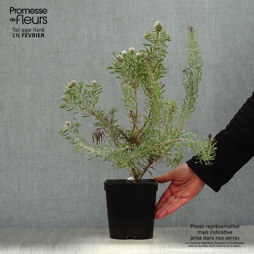 Leucadendron galpinii Purple Haze Vaso da 3L/4L esemplare consegnato in inverno