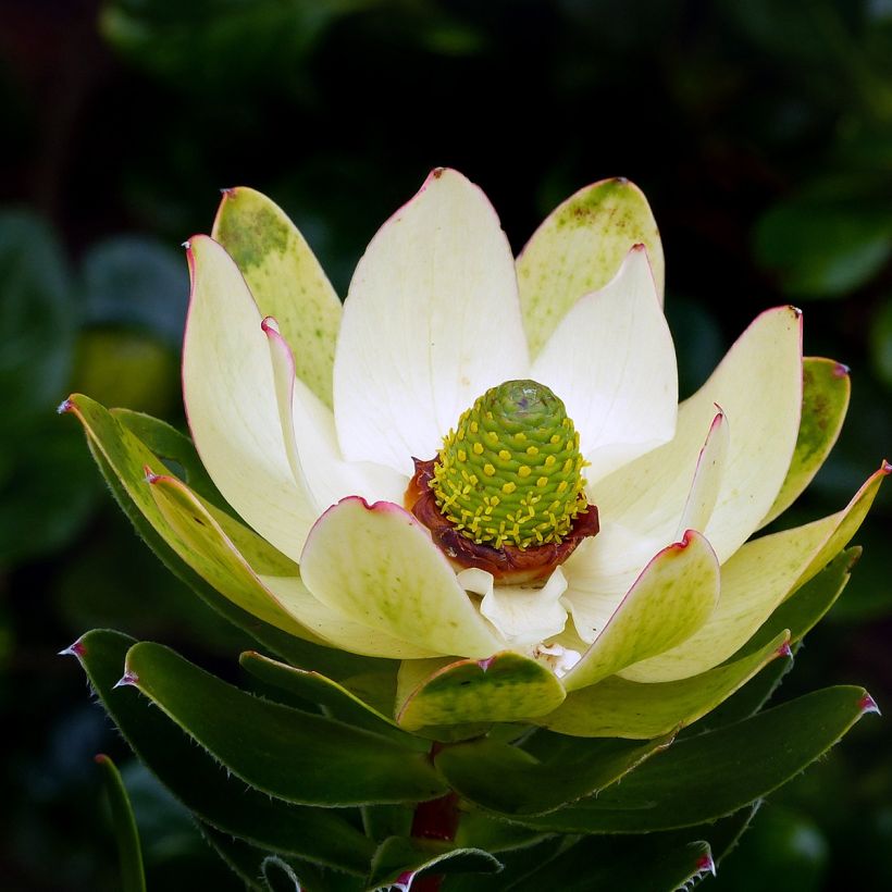 Leucadendron Inca Gold (Fioritura)