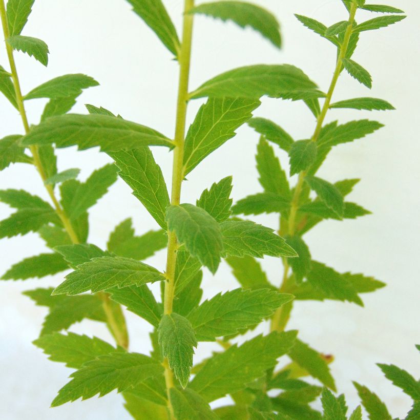 Leucanthemella serotina - Margherita serotina (Fogliame)