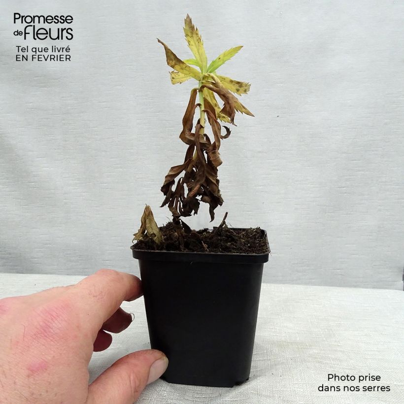 Leucanthemella serotina - Margherita serotina Vasetto da 8/9 cm esemplare consegnato in inverno