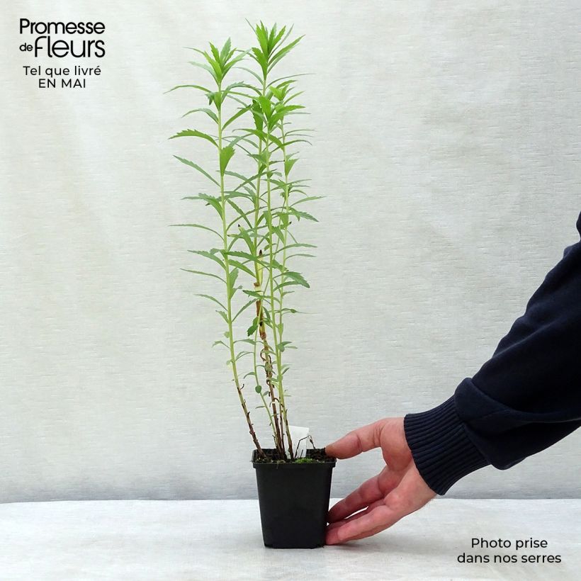 Leucanthemella serotina - Margherita serotina Vasetto da 8/9 cm esemplare consegnato in primavera