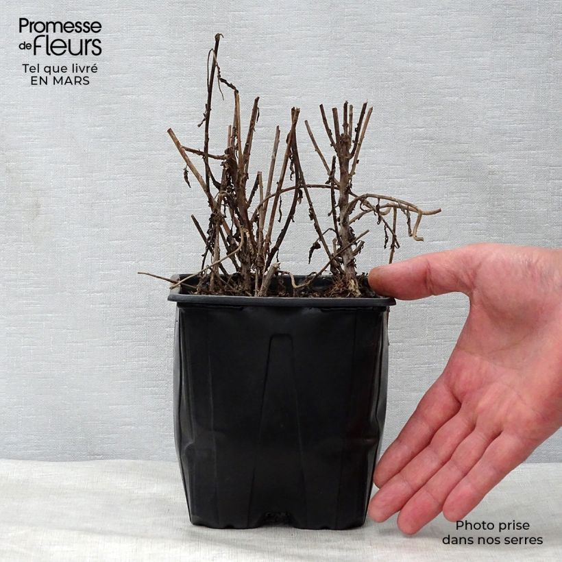 Leucanthemella serotina - Margherita serotina Vaso da 2L/3L esemplare consegnato in primavera