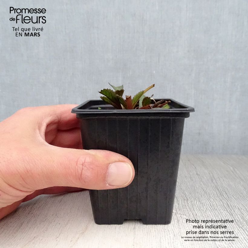 Leucanthemum Aglaia - Margherita Vasetto da 7/8 cm esemplare consegnato in primavera