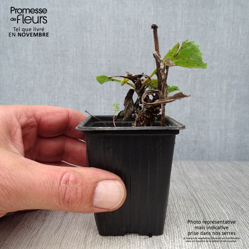 Esemplare di Leucanthemum superbum Banana Cream - Margherita Vasetto da 7/8 cm come consegnato in autunno