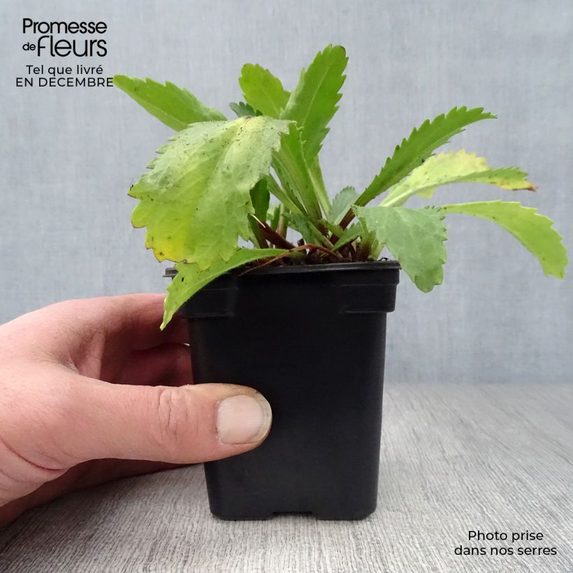 Leucanthemum superbum Banana Cream - Margherita Vasetto da 7/8 cm esemplare consegnato in inverno