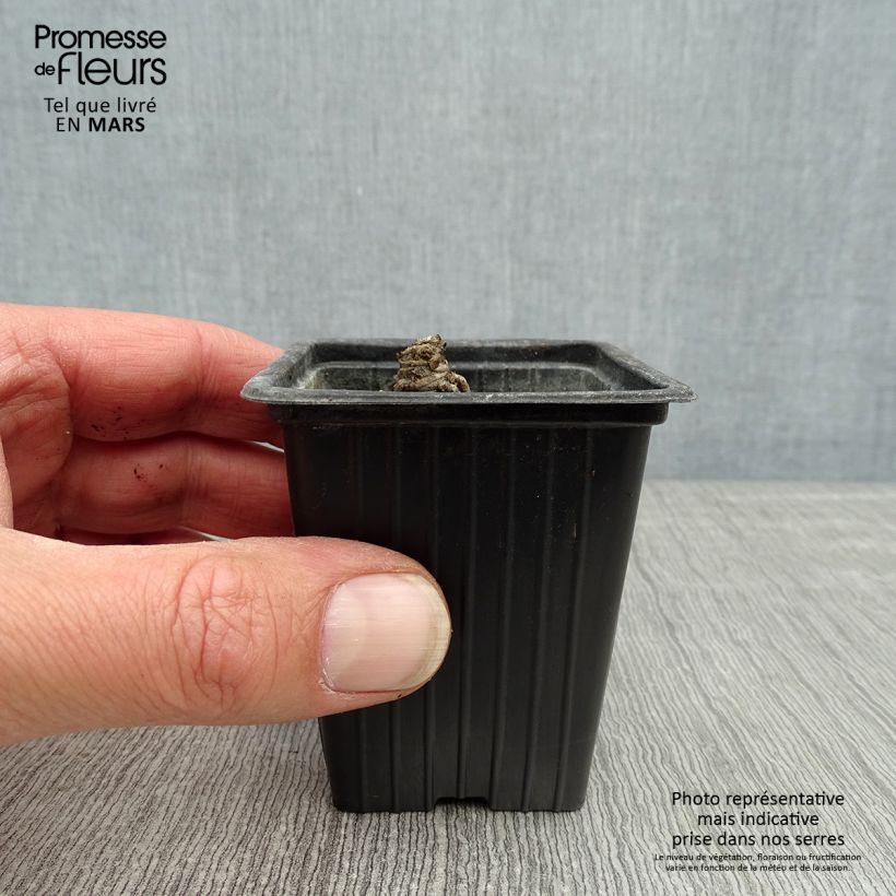 Leucanthemum superbum Banana Cream - Margherita Vasetto da 7/8 cm esemplare consegnato in primavera