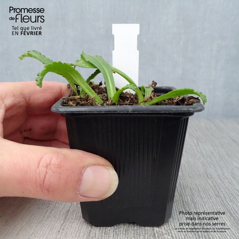 Leucanthemum superbum Kings Crown - Margherita Vasetto da 8/9 cm esemplare consegnato in inverno