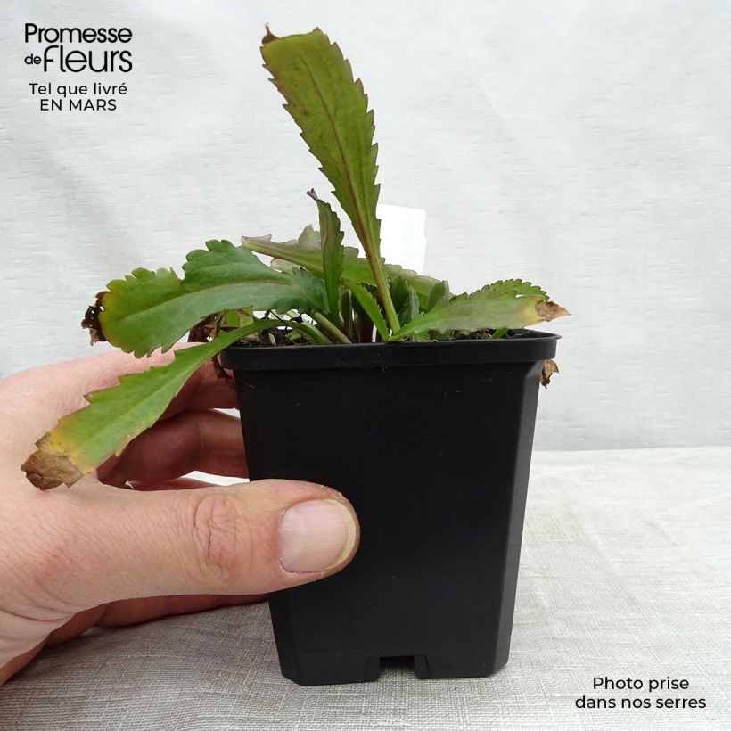 Leucanthemum superbum Polaris - Margherita Vasetto da 8/9 cm esemplare consegnato in primavera