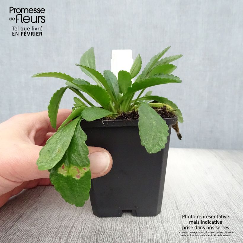 Leucanthemum superbum Polaris - Margherita Vasetto da 8/9 cm esemplare consegnato in inverno