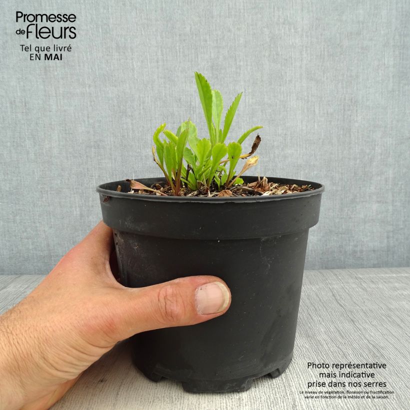 Leucanthemum superbum Petite Princesse d'Argent - Margherita Vaso da 2L/3L esemplare consegnato in primavera